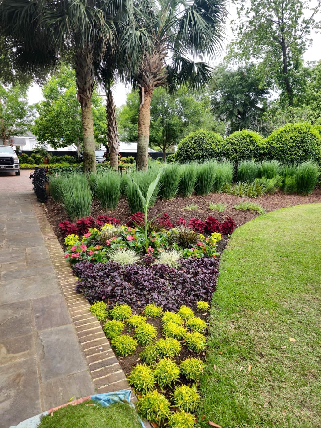 Seasonal color planting with palms, chartreuse groundcover, and a lawn edge